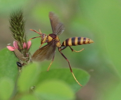 Polistes major