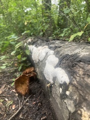 Fuscopostia fragilis