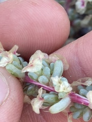 Halogeton glomeratus