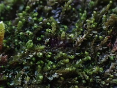 Jungermannia atrovirens