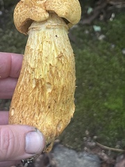 Gymnopilus