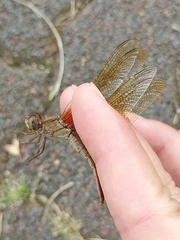 Crocothemis servilia mariannae