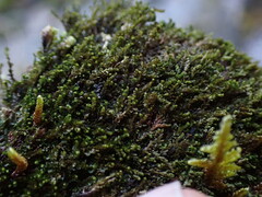 Jungermannia atrovirens