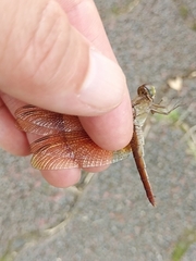 Crocothemis servilia mariannae