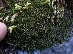 Jungermannia atrovirens
