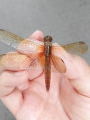 Crocothemis servilia mariannae