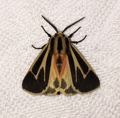 Apantesis nais