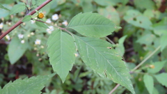 Bidens frondosa
