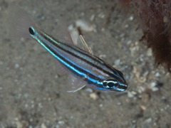 Cheilodipterus macrodon