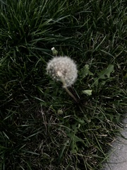 Taraxacum erythrospermum