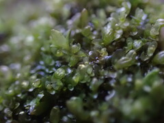 Jungermannia atrovirens