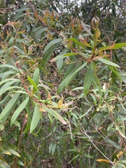Hakea salicifolia