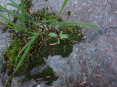 Jungermannia atrovirens