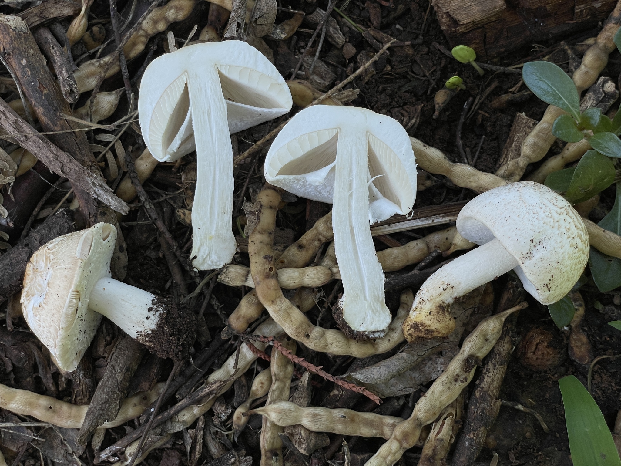 almond mushroom (Agaricus subrufescens) · iNaturalist