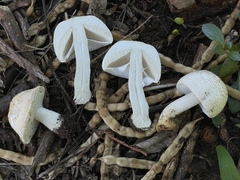 Agaricus nanaugustus