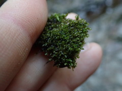 Jungermannia atrovirens