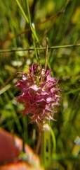 Polygala cruciata