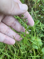 Scutellaria racemosa