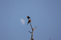 Cecropis senegalensis