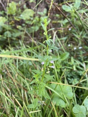 Scutellaria racemosa