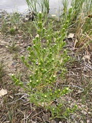 Symphyotrichum ciliatum