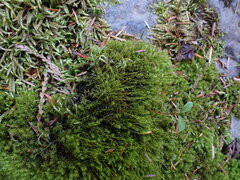 Dichodontium pellucidum