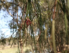 Amyema cambagei
