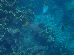 Cantherhines dumerilii