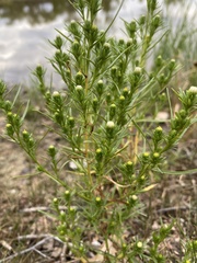 Symphyotrichum ciliatum