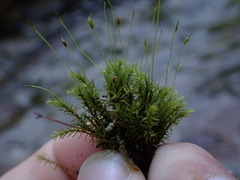 Dichodontium pellucidum