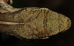 Anolis petersii