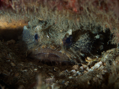 Batrachomoeus dubius