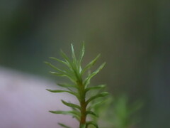 Dichodontium pellucidum