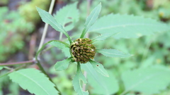 Bidens frondosa