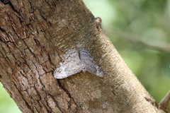 Hamadryas