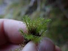 Dichodontium pellucidum