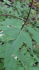 Bidens frondosa
