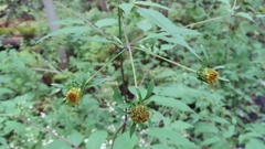 Bidens frondosa