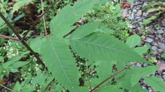 Bidens frondosa