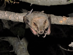 Artibeus jamaicensis