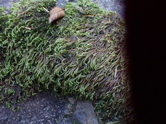Scleropodium obtusifolium