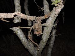 Artibeus jamaicensis