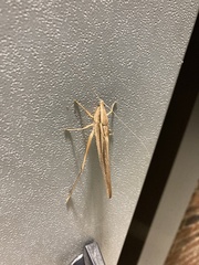 Neoconocephalus triops