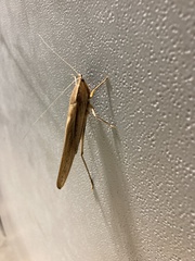 Neoconocephalus triops