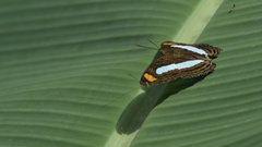 Adelpha