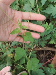 Passiflora vesicaria