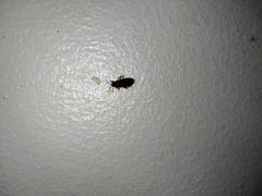 Arocatus melanocephalus