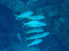 Mulloidichthys vanicolensis