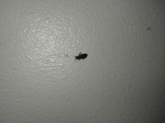 Arocatus melanocephalus