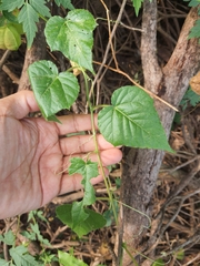 Passiflora vesicaria